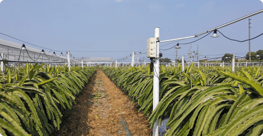 昭通南沙卡尔森火龙果数智农场基地