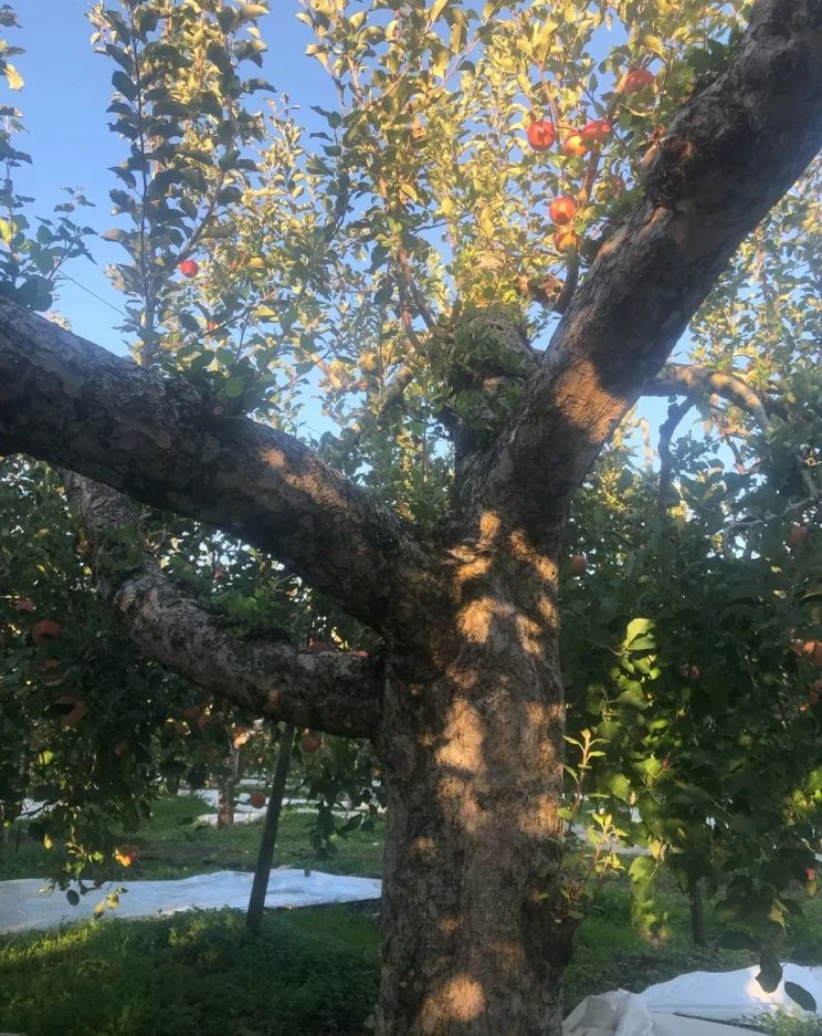 081bb056d13978a4bc76c86f31710619