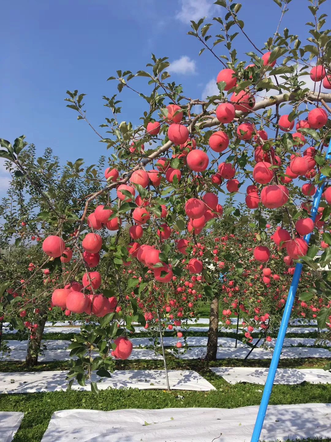 2646c30a2e6e80dfc475a961b7f814c6