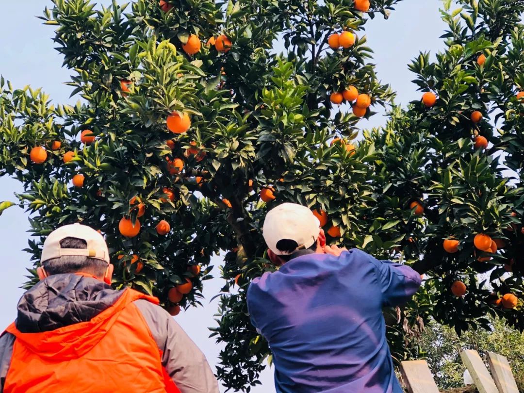 e50f3a20bdc78b43d4d3c5af17069ae4