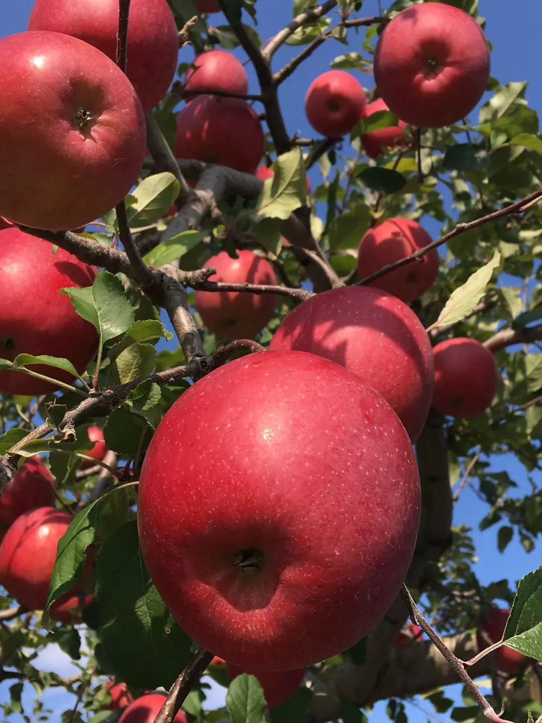 e91093116c4b4edd8225df4e270987c9