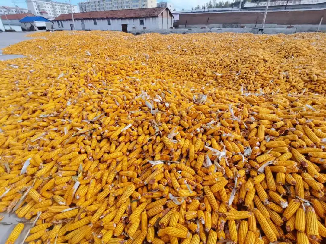 321589668a6a4fe1eed92f87994bc635