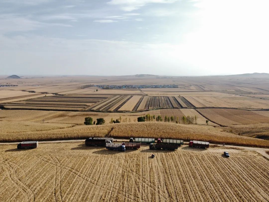 113f3cc595a818918a065ce6e8155d83